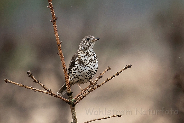 WAH026117.jpg - Misteldrossel (Mistle Thrush)