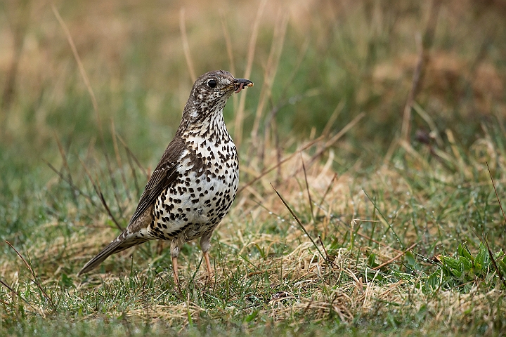 WAH026126.jpg - Misteldrossel (Mistle Thrush)