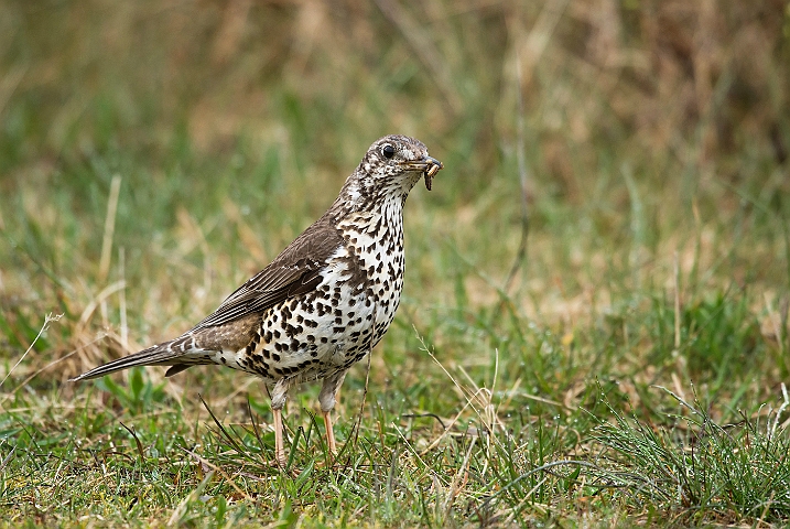 WAH026131.jpg - Misteldrossel (Mistle Thrush)