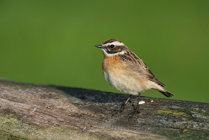 WAH026271a.jpg - Bynkefugl (Whinchat)