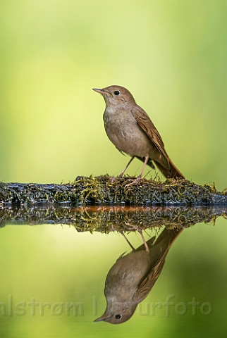 WAH027757.jpg - Sydlig nattergal (Nightingale)