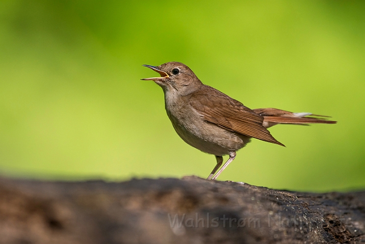 WAH027780.jpg - Sydlig nattergal (Nightingale)