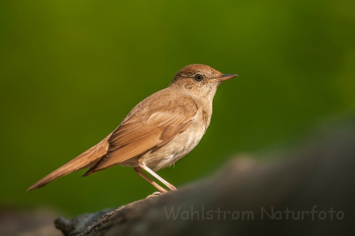 WAH027827.jpg - Sydlig nattergal (Nightingale)