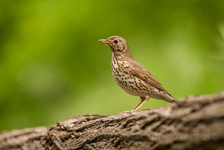 WAH027926.jpg - Sangdrossel (Song Thrush)