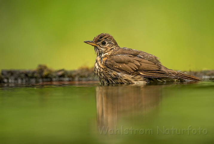 WAH028114.jpg - Sangdrossel (Song Thrush)