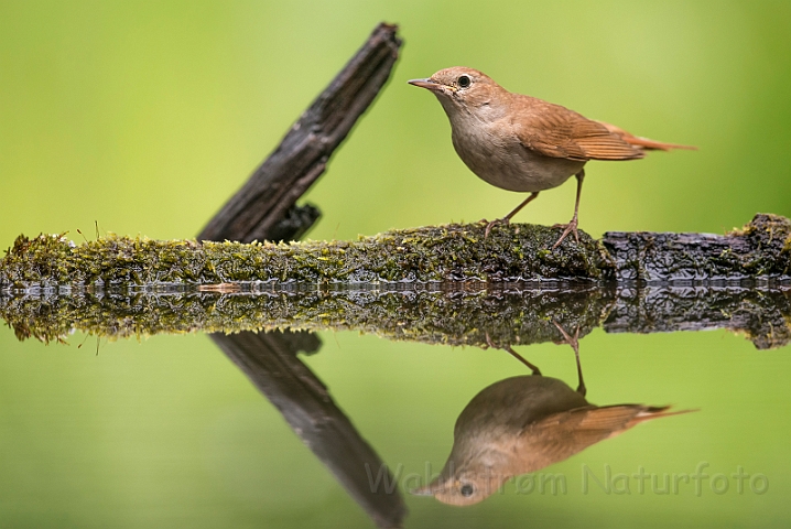 WAH028358.jpg - Sydlig nattergal (Nightingale)