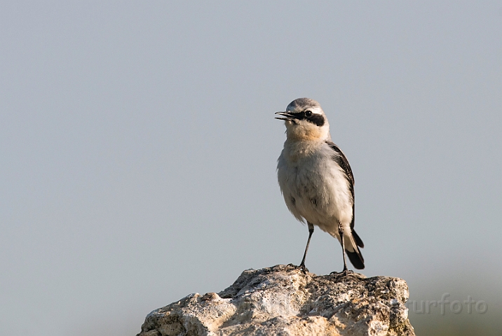 WAH028468.jpg - Stenpikker, han (Wheatear, male)