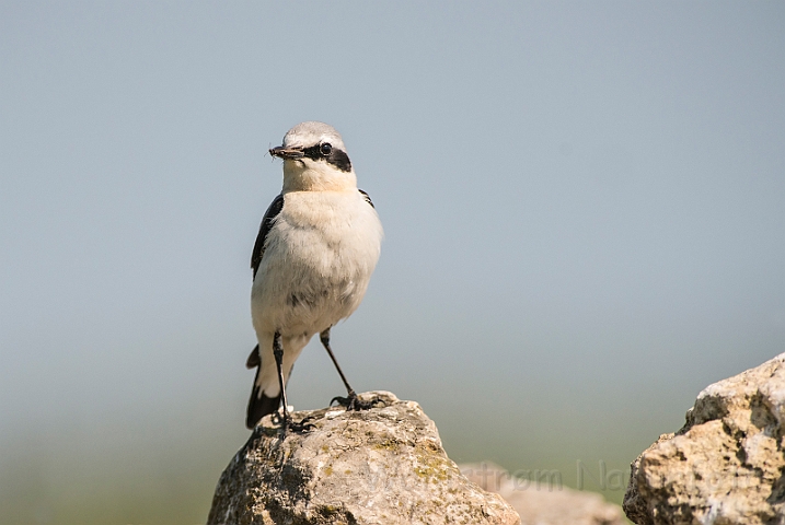 WAH028476.jpg - Stenpikker, han (Wheatear, male)