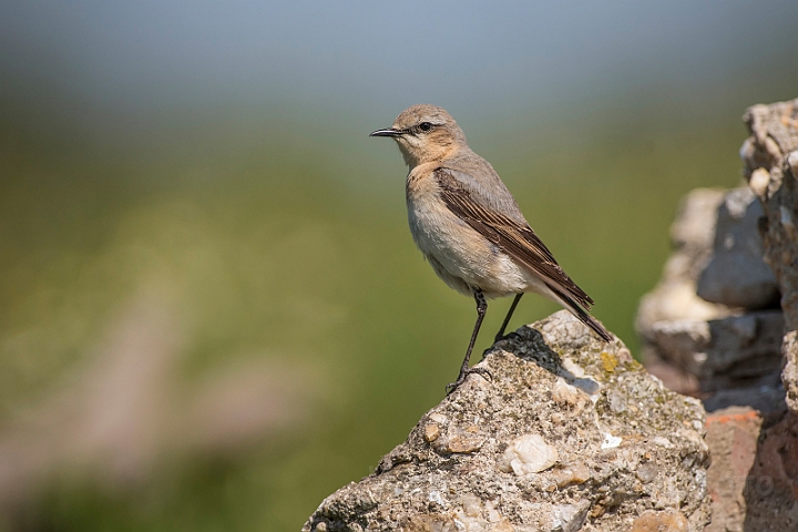 WAH028482.jpg - Stenpikker, hun (Wheatear, female)