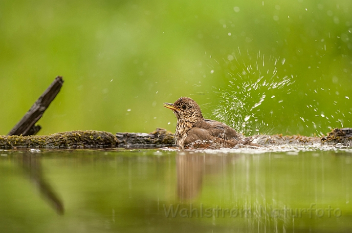 WAH028544.jpg - Sangdrossel (Song Thrush)