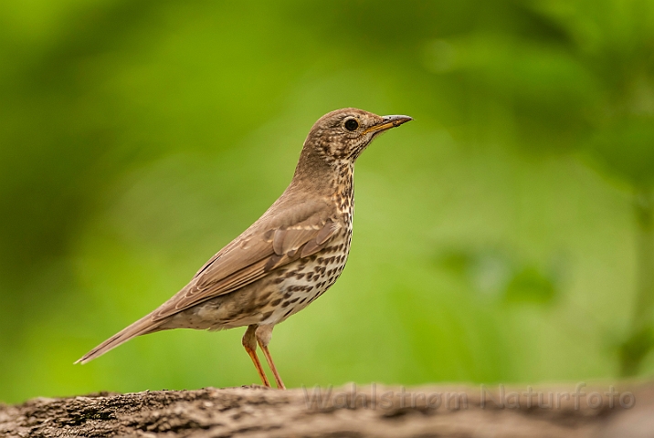 WAH028569.jpg - Sangdrossel (Song Thrush)