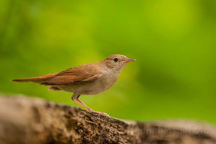 WAH028574.jpg - Sydlig nattergal (Nightingale)