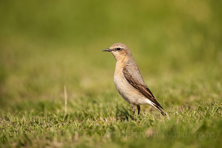 WAH028736.jpg - Stenpikker, hun (Wheatear, female)