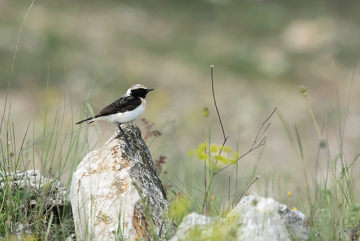 WAH030387.jpg - Middelhavsstenpikker (Blackeared Wheatear)