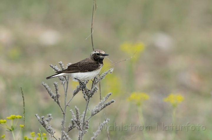 WAH030390.jpg - Middelhavsstenpikker (Blackeared Wheatear)