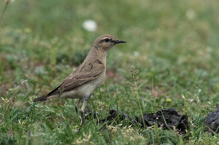 WAH030552.jpg - Isabella stenpikker (Isabelline Wheatear)