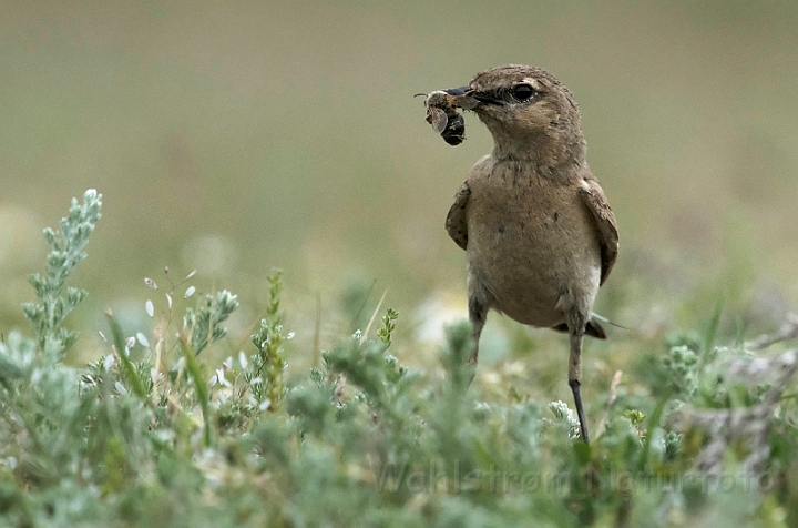 WAH030559.jpg - Isabella stenpikker (Isabelline Wheatear)