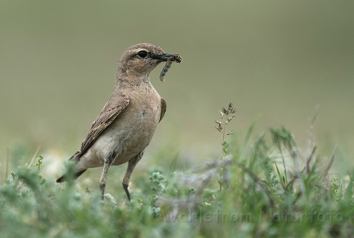 WAH030568.jpg - Isabella stenpikker (Isabelline Wheatear)