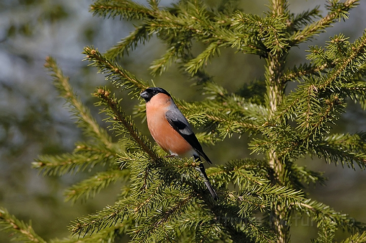 WAH003638P.jpg - Dompap (Bullfinch)