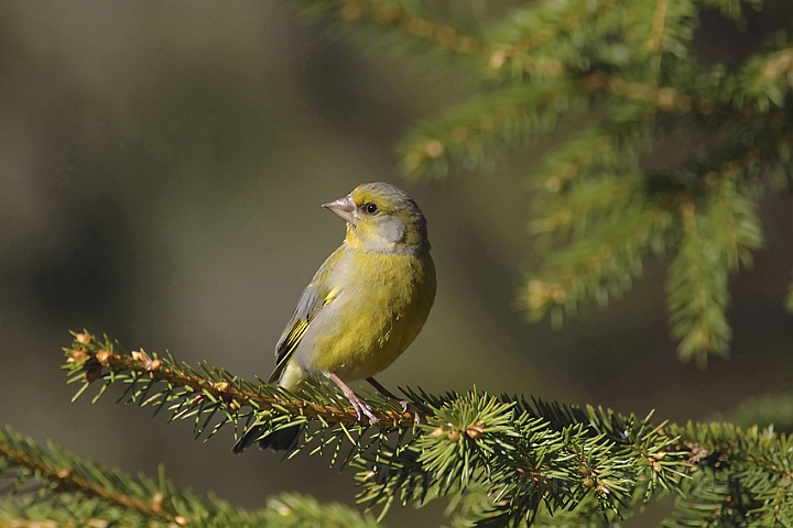 WAH003857P.jpg - Grønirisk, han (Greenfinch, male)