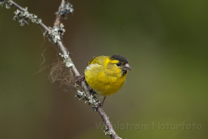 WAH009001.jpg - Grønsisken (Siskin)