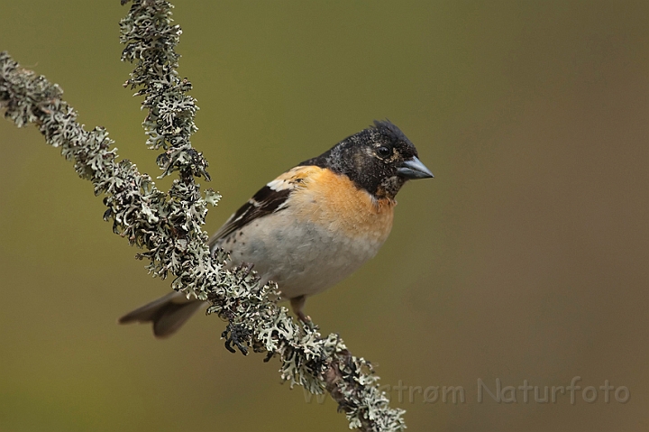 WAH009007.jpg - Kvækerfinke (Brambling)