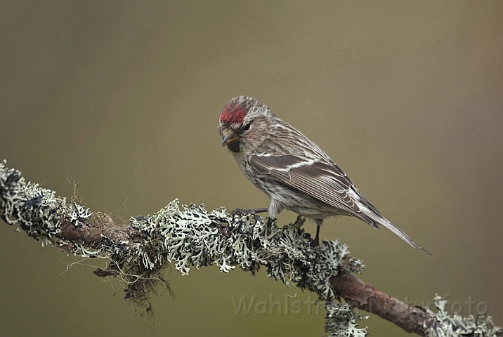 WAH009009.jpg - Hvidsisken (Arctic Redpoll)