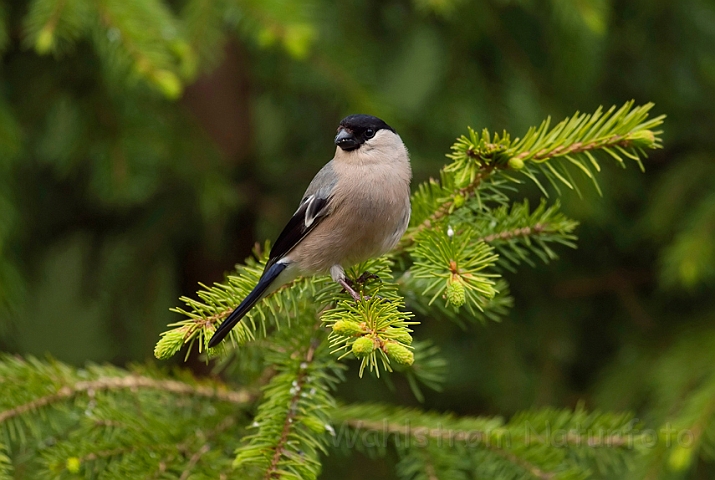 WAH009051.jpg - Dompap, hun (Bullfinch, female)