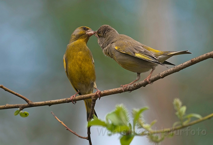 WAH009053.jpg - Grønirisk (Greenfinch)