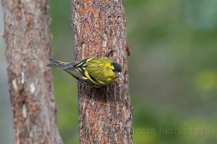 WAH009263.jpg - Grønsisken (Siskin)