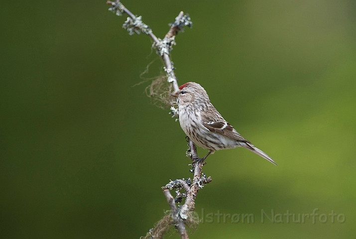 WAH009271.jpg - Hvidsisken (Arctic Redpoll)