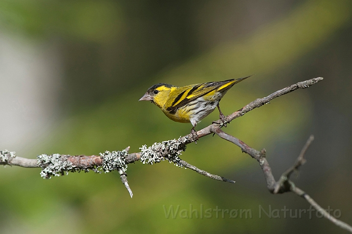 WAH009346.jpg - Grønsisken (Siskin)