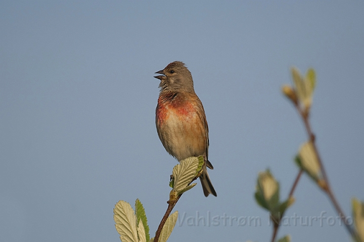 WAH009451.jpg - Tornirisk (Linnet)