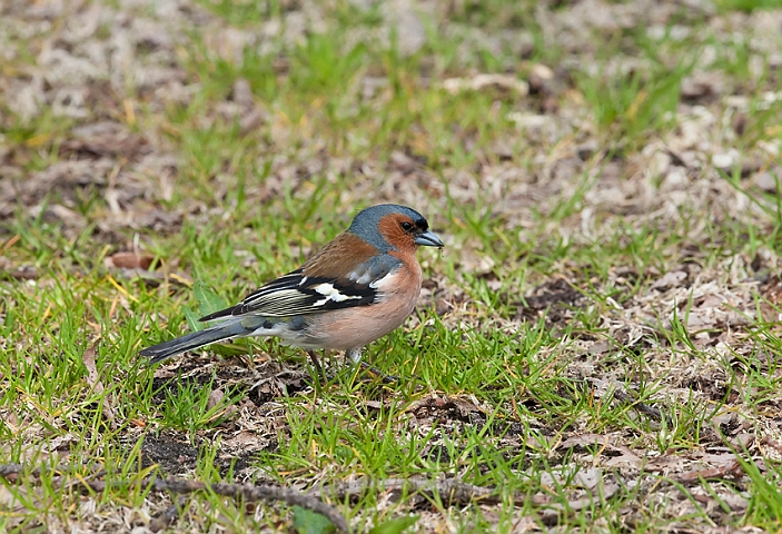 WAH013542.jpg - Bogfinke, han (Chaffinch, male)