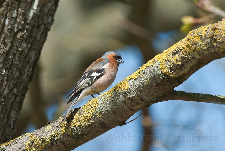 WAH013548.jpg - Bogfinke, han (Chaffinch, male)