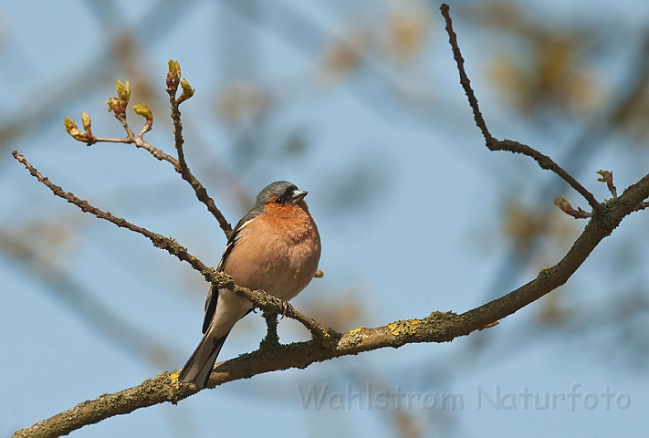 WAH015526.jpg - Bogfinke, han (Chaffinch, male)