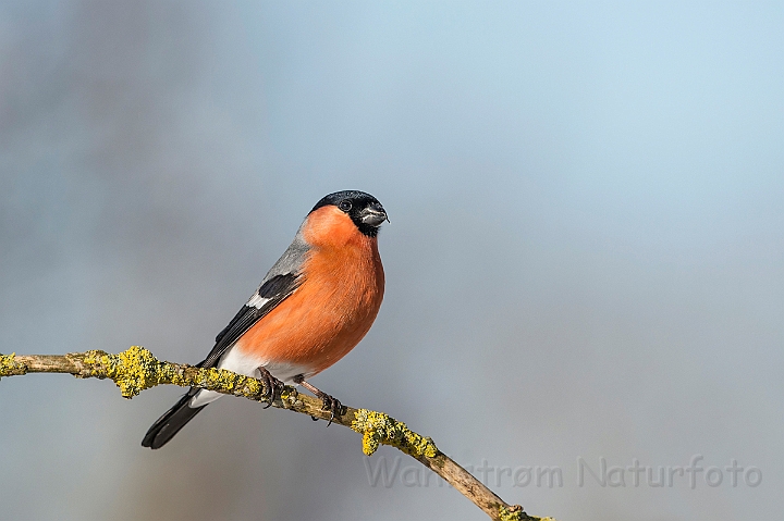 WAH025530.jpg - Dompap, han (Bullfinch, male)