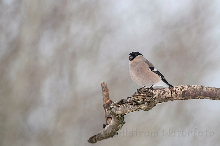 WAH025536.jpg - Dompap, hun (Bullfinch, female)