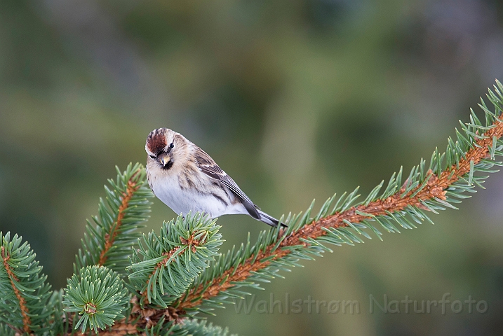 WAH025563.jpg - Hvidsisken (Arctic Redpoll)