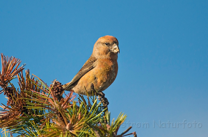 WAH027190.jpg - Stor korsnæb, juvenil (Parrot Crossbill, juvenile)