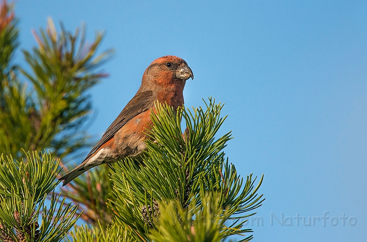 WAH027200.jpg - Stor korsnæb, han (Parrot Crossbill, male)