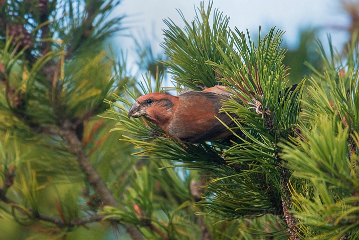 WAH027208.jpg - Stor korsnæb, han (Parrot Crossbill, male)