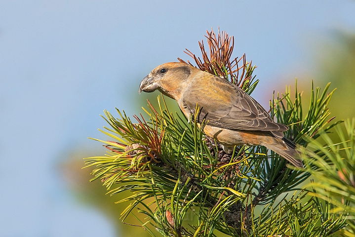 WAH027218.jpg - Stor korsnæb, hun (Parrot Crossbill, female)