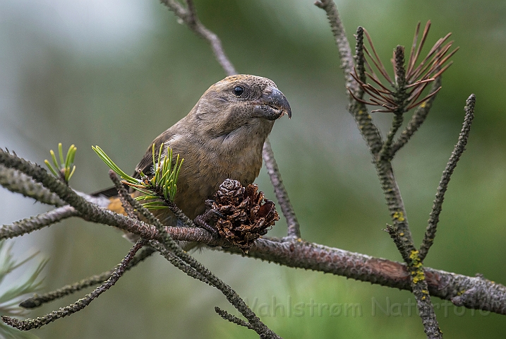 WAH027222.jpg - Stor korsnæb, hun (Parrot Crossbill, female)