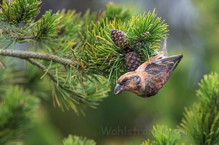 WAH027223.jpg - Lille korsnæb, juvenil (Crossbill, juvenile)