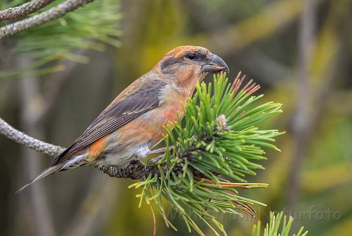 WAH027226.jpg - Lille korsnæb, juvenil (Crossbill, juvenile)