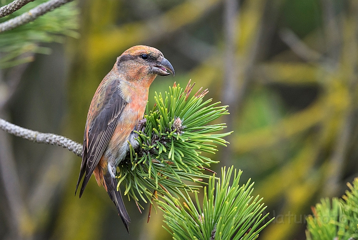 WAH027230.jpg - Lille korsnæb, juvenil (Crossbill, juvenile)