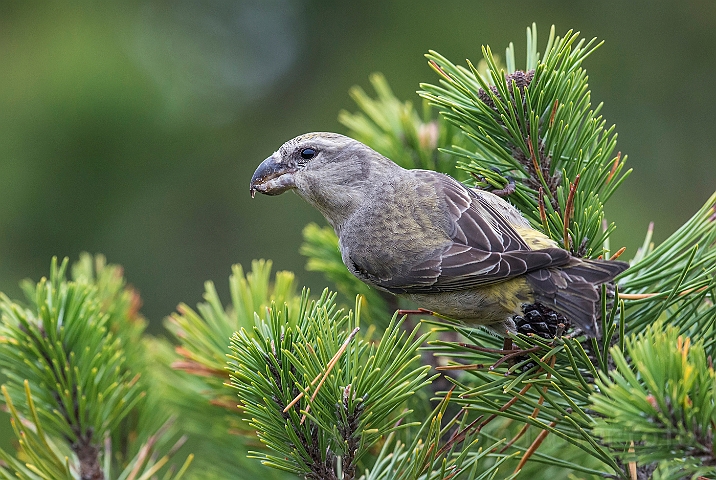 WAH027231.jpg - Stor korsnæb, hun (Parrot Crossbill, female)