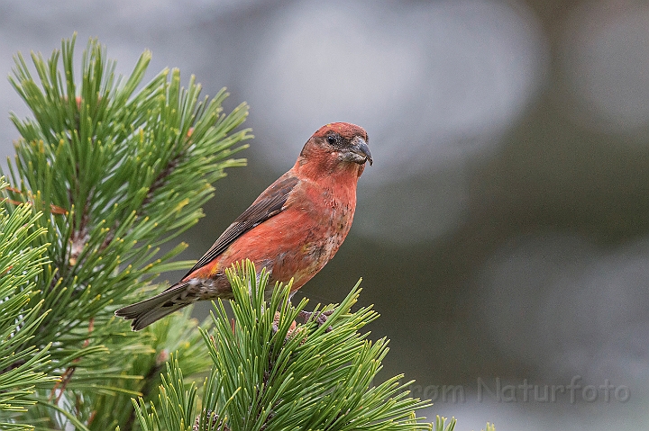 WAH027233.jpg - Lille korsnæb, han (Crossbill, male)