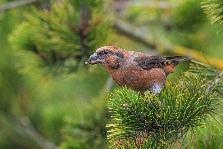 WAH027236.jpg - Lille korsnæb, juvenil (Crossbill, juvenile)